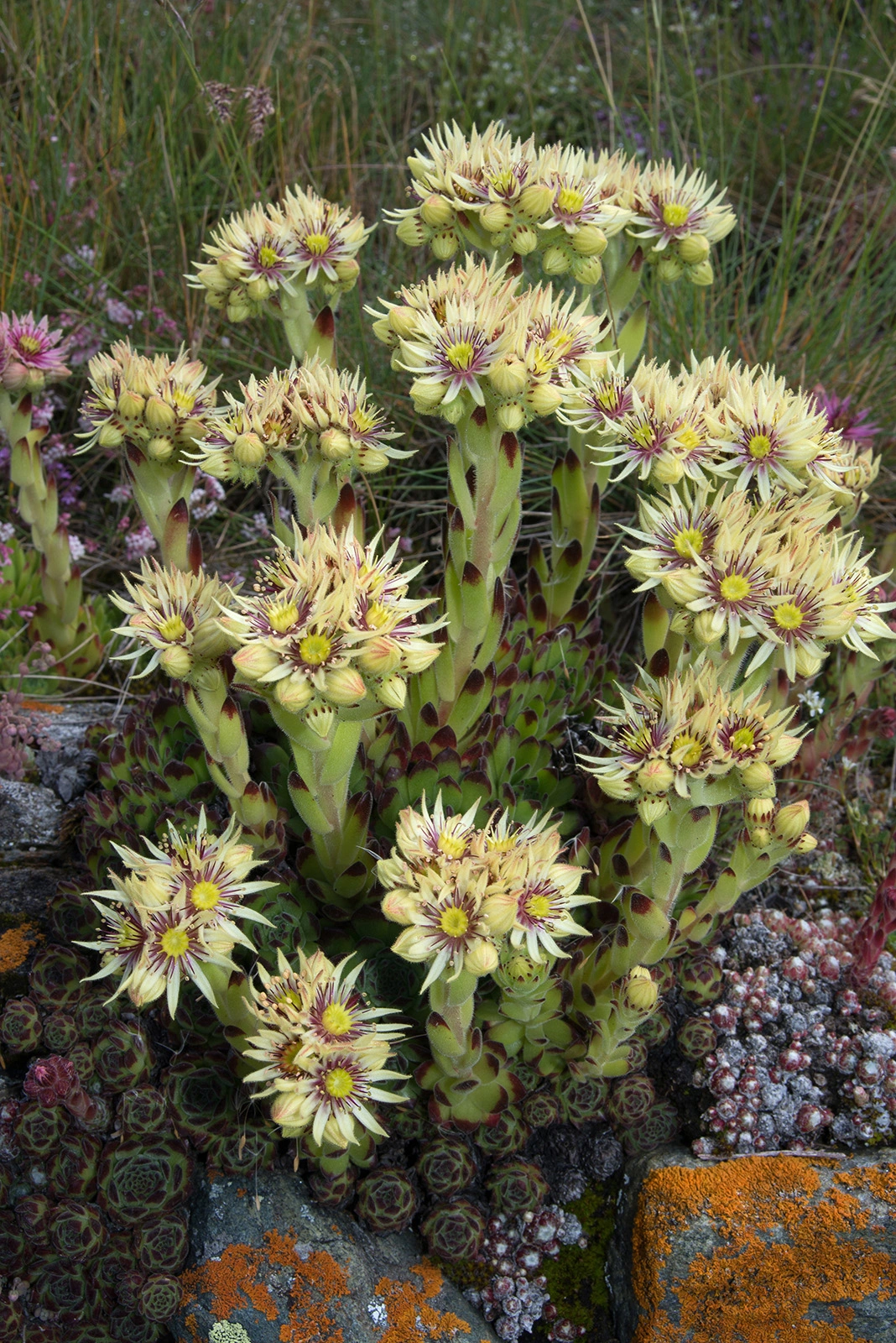 Photo Maurizio Broglio - Sempervivum grandiflorum